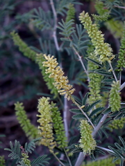 Prosopis farcta