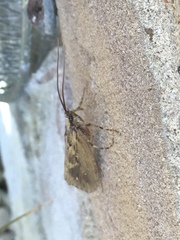 Trichoptera