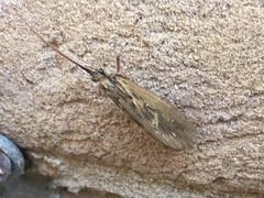 Trichoptera