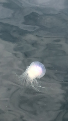 Cyanea lamarckii