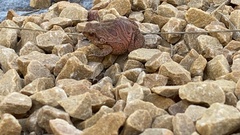 Physalaemus nattereri