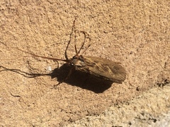 Trichoptera