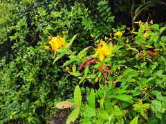 Hypericum monogynum