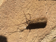 Trichoptera
