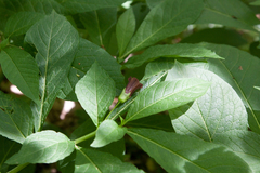 Scopolia caucasica