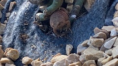 Physalaemus nattereri