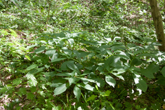 Scopolia caucasica