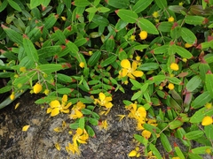 Hypericum monogynum