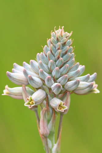 Aloe minima