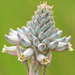 Aloe minima - Photo (c) Lyle Ground,  זכויות יוצרים חלקיות (CC BY-NC), הועלה על ידי Lyle Ground