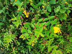 Hypericum monogynum