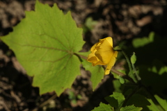 Stylophorum lasiocarpum