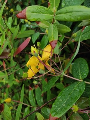 Hypericum monogynum