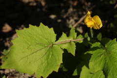 Stylophorum lasiocarpum