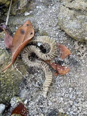 Sinistrofulgur sinistrum