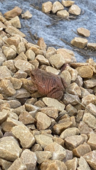 Physalaemus nattereri