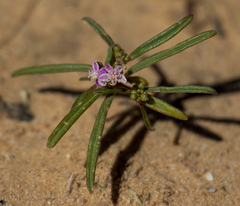 Gisekia pharnaceoides