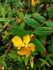 Hypericum monogynum