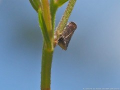 Scaphytopius frontalis