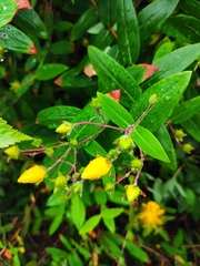 Hypericum monogynum