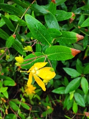 Hypericum monogynum