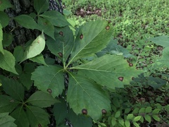 Phyllosticta parthenocissi