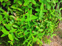 Hypericum monogynum