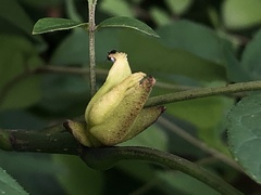 Prociphilus fraxinifolii