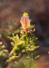 Indigofera heterotricha