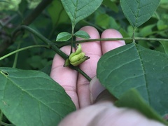 Prociphilus fraxinifolii