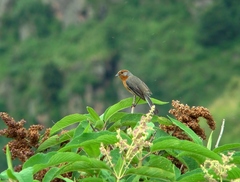 Microspingus erythrophrys