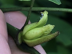 Prociphilus fraxinifolii