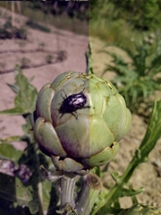 Oxythyrea funesta