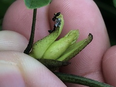 Prociphilus fraxinifolii