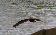 Cathartes aura image