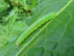 Cosmia trapezina