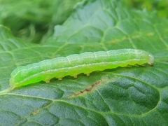 Cosmia trapezina