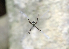 Argiope minuta