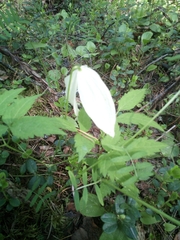 Clematis alpina sibirica