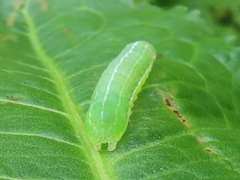 Cosmia trapezina