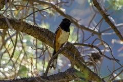 Pipilo maculatus montanus