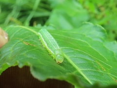 Cosmia trapezina