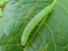 Cosmia trapezina