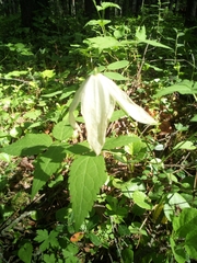 Clematis alpina sibirica