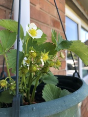 Fragaria