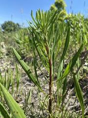 Liatris aspera