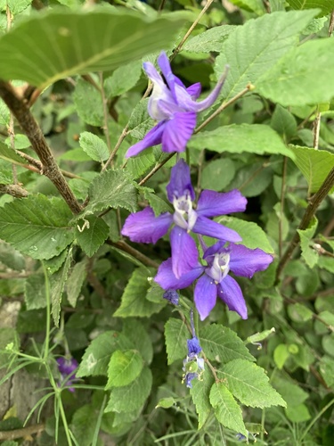 Doubtful knight's-spur (Delphinium ajacis)