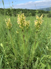 Pedicularis chroorrhyncha