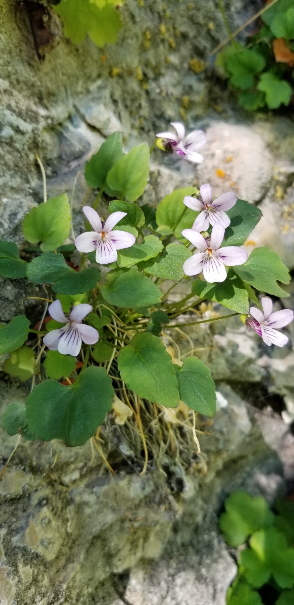 Viola frank-smithii
