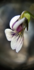 Viola frank-smithii